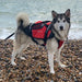 Dog wearing Crewsaver red pet buoyancy aid on a pebbled beach by the sea